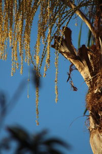 Close-up of flowering plant against sky