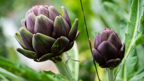 Close-up of purple flowering plant