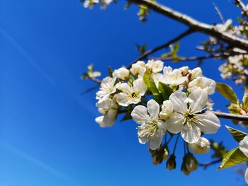 Low angle view of cherry blossoms against clear blue sky
