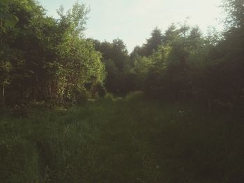 Scenic view of trees