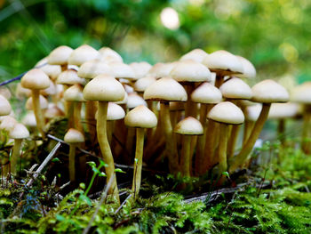 Mushrooms growing on field