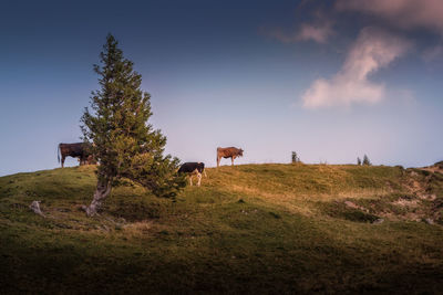 View of a horse grazing in field