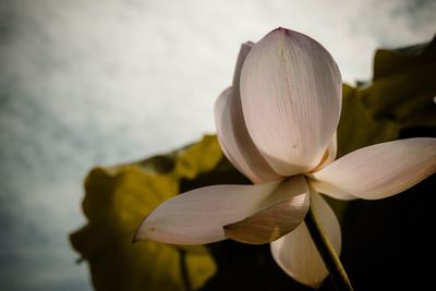 Close-up of frangipani flower against sky