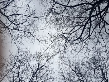 Low angle view of bare trees against sky