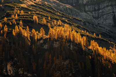 Ahornboden eng during autumn, tirol, karwendel, austria