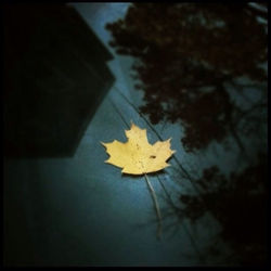 Close-up of yellow maple leaves