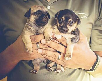 Portrait of puppy