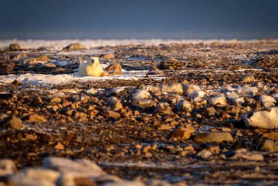Polar bear lies on tundra watching camera