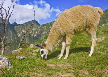 Sheep grazing in a field