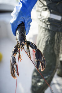 Person holding lobster