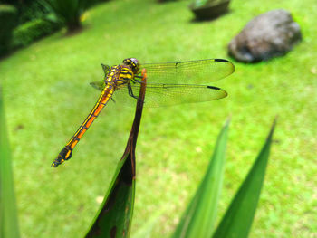 Close-up of dragonfly on leaf