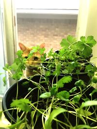 Close-up of potted plant on window sill