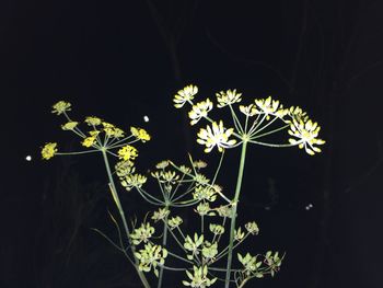 Close-up of flowers against black background