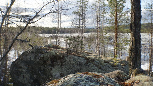 Rocks by trees in forest