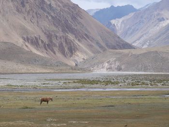 Horses grazing on field against mountains