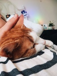 Close-up of a cat resting on bed