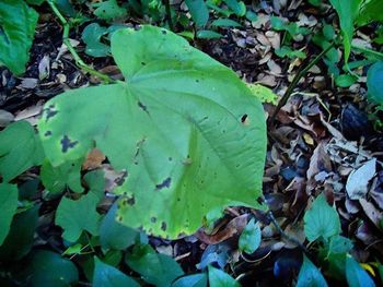 Close-up of leaves