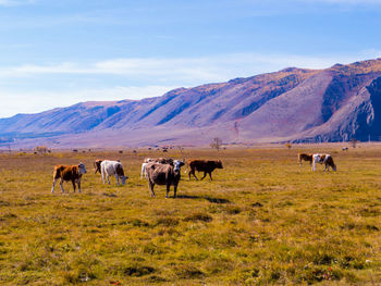 Horses grazing in a field