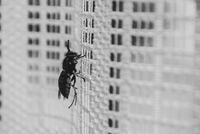 Close-up of insect on wall