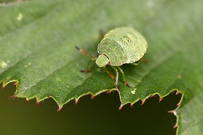 Close-up of insect on leaves