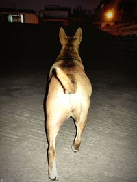 Portrait of dog standing on floor