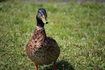 Close-up of mallard duck on field