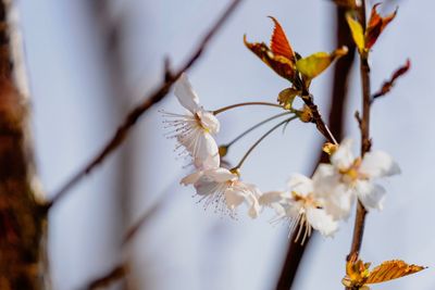 Close-up of white cherry blossoms in spring