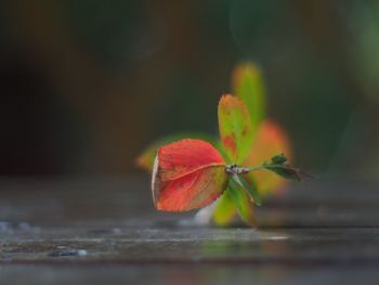 Close-up of red leaves