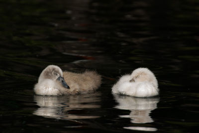 Two birds swimming in lake