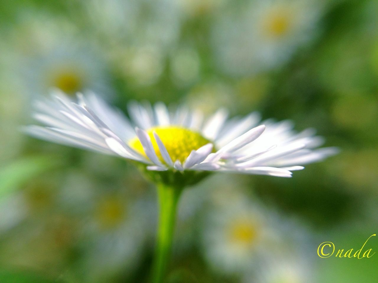 flower, petal, fragility, freshness, flower head, insect, growth, one animal, animal themes, beauty in nature, close-up, focus on foreground, white color, yellow, pollen, nature, wildlife, animals in the wild, single flower, blooming