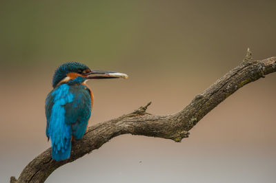 Bird perching on a branch