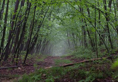 Trees in forest