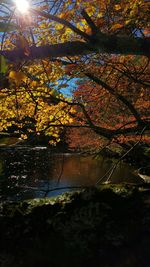 Sun shining through trees