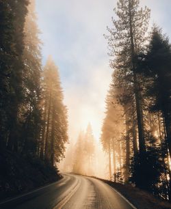 Road amidst trees against sky during winter