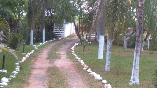 Footpath amidst trees