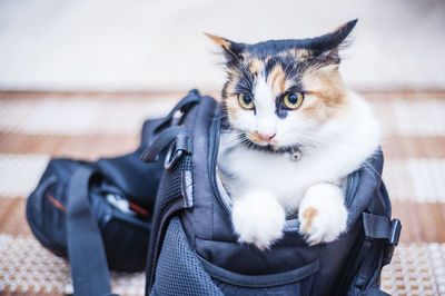 Portrait of cat sitting in bag at home