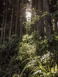 Low angle view of  trees in forest