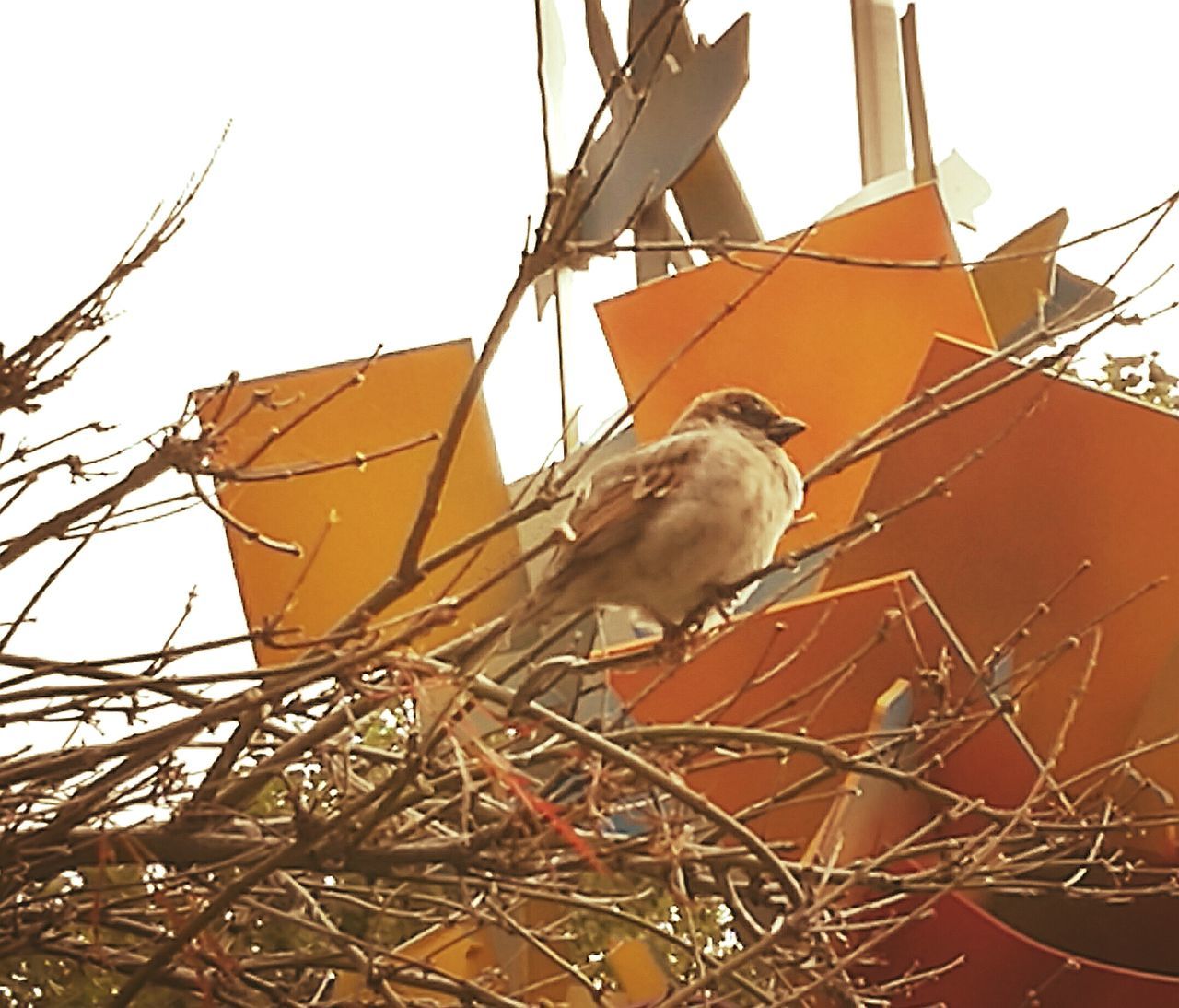 LOW ANGLE VIEW OF BIRD PERCHING ON POWER LINES