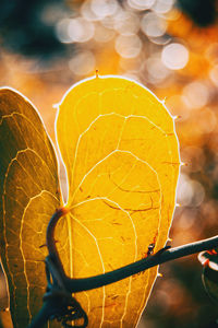 Close-up of hand holding orange leaves