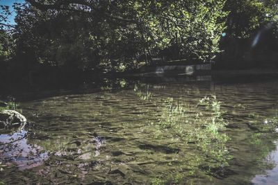 Scenic view of lake by trees