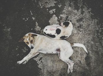 High angle view of dog sleeping on floor