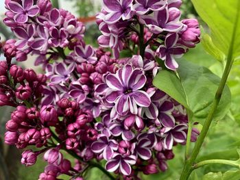 Close-up of fresh purple flowers in bloom