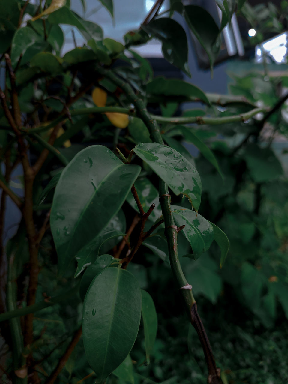 HIGH ANGLE VIEW OF LEAVES ON PLANT