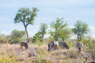 Elephant and trees on grass against sky