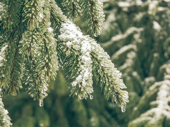 Close-up of pine with snow