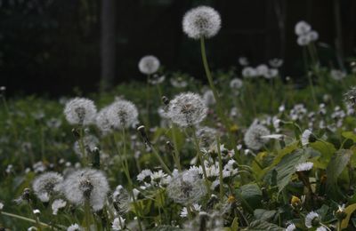 Close-up of white dandelion flowers on field