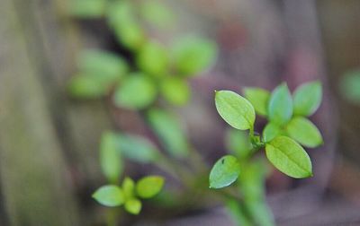 Close-up of plant