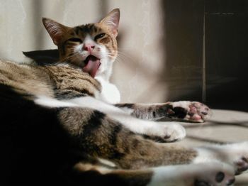 Close-up of cat relaxing