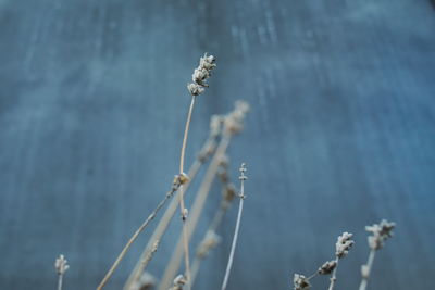 Close-up of plant