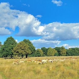 Cows grazing on field against sky